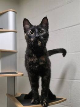 BUNGI -  Domestic Short Hair Cat for Adoption in St. Peters, Missouri - BUNGI | PetCurious