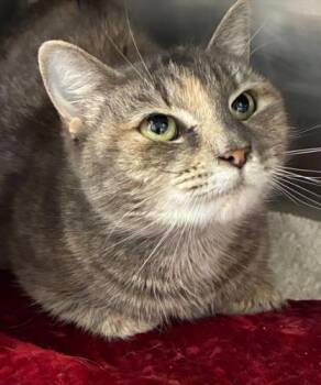 Domestic Short Hair Cats Available for Adoption in Hagerstown, Maryland - HURLEY | PetCurious
