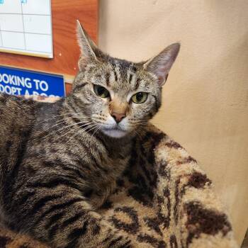 Tabby and Domestic Short Hair Cats Available for Adoption in Duluth, Georgia - Lychee | PetCurious