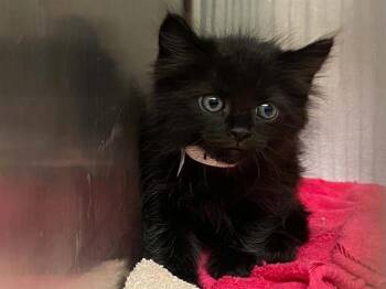 OTTO -  Domestic Medium Hair Cat for Adoption in Tustin, California - OTTO | PetCurious