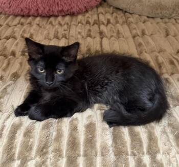 LARRY -  Domestic Medium Hair Cat for Adoption in San Bernardino, California - LARRY | PetCurious