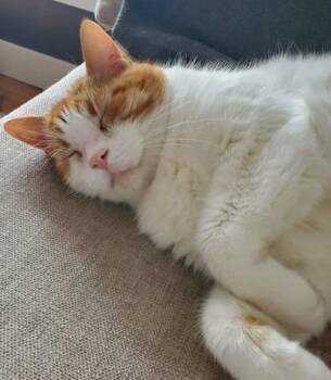 Coconut -  Domestic Short Hair Cat for Adoption in Sainte-angèle-de-monnoir, Quebec - Coconut | PetCurious