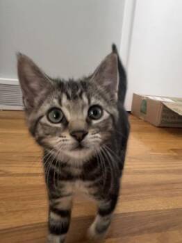 Nutmeg -  Domestic Short Hair Cat for Adoption in Elmira, New York - Nutmeg | PetCurious