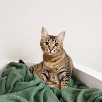 Mountain Dew -  Domestic Short Hair and Tabby Cat for Adoption in Homer Glen, Illinois - Mountain Dew | PetCurious
