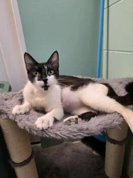 Gilda -  Domestic Short Hair Cat for Adoption in Umatilla, Florida - Gilda | PetCurious