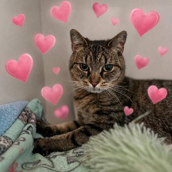Mouse -  Domestic Short Hair Cat for Adoption in East Brunswick, New Jersey - Mouse | PetCurious