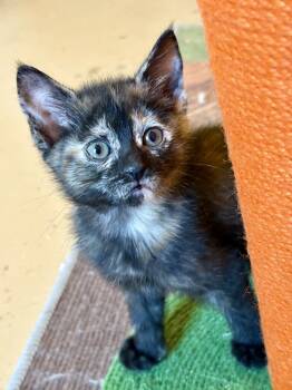 Rescue Domestic Short Hair Cats for Adoption in Powder Springs, Georgia - Happy | PetCurious