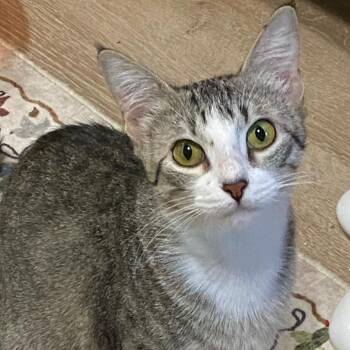 Esther -  Domestic Short Hair Cat for Adoption in Denison, Texas - Esther | PetCurious