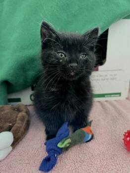 Domestic Short Hair Cats Available for Adoption in Westland, Michigan - Radish | PetCurious