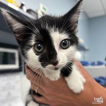Domestic Short Hair Cats Available for Adoption in Washington, District Of Columbia - Meridian | PetCurious