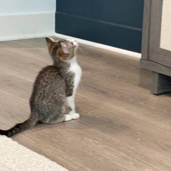 Elodie 2310 -  Domestic Short Hair Cat for Adoption in Kansas City, Missouri - Elodie 2310 | PetCurious