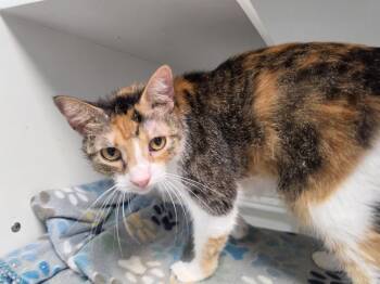 Mileena -  Domestic Short Hair Cat for Adoption in Bossier City, Louisiana - Mileena | PetCurious