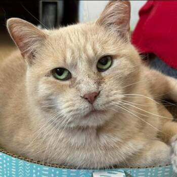 Rescue Tabby Cats for Adoption in Neenah, Wisconsin - Ballie (bonded To Astra) | PetCurious