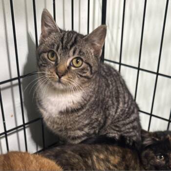 Domestic Short Hair Cats Available for Adoption - Bustle | PetCurious