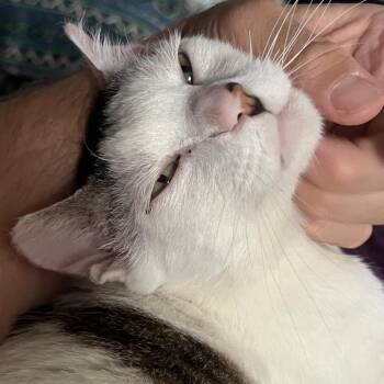 Domestic Short Hair Cats Available for Adoption in Costa Mesa, California - Chumswick | PetCurious