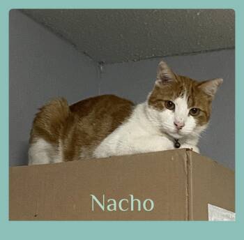 NACHO -  Tabby Cat for Adoption in Lawton, Oklahoma - NACHO | PetCurious