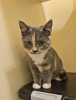 Rescue Domestic Short Hair Cats for Adoption in Forest, Virginia - *Felicia | PetCurious
