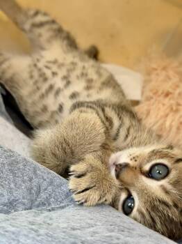 Rescue Domestic Short Hair Cats for Adoption in Tampa, Florida - Sandy | PetCurious