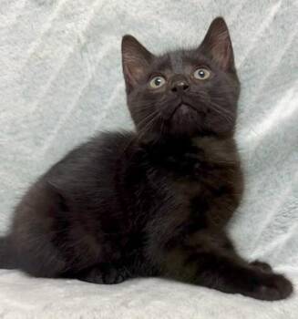 April -  Domestic Short Hair Cat for Adoption in Gary, Indiana - April | PetCurious