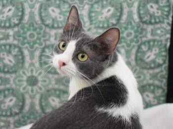 Domestic Short Hair Cats Available for Adoption - Boss Babe | PetCurious