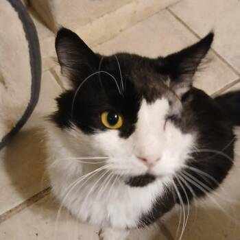 Domestic Medium Hair Cats Available for Adoption - Rambo | PetCurious