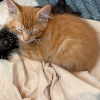 Fred 2283 -  Domestic Medium Hair Cat for Adoption in Kansas City, Missouri - Fred 2283 | PetCurious