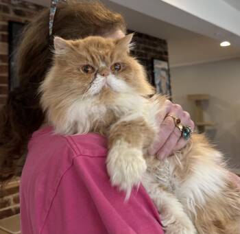 Persian Cats Available for Adoption - Lotus (Persian) | PetCurious