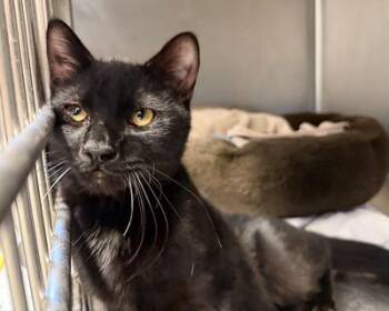 Rescue American Shorthair Cats for Adoption in Scituate, Massachusetts - Houston | PetCurious
