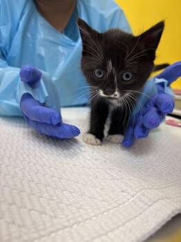 Vicky -  Domestic Short Hair Cat for Adoption in Raleigh, North Carolina - Vicky | PetCurious