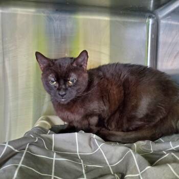 Domestic Short Hair Cats Available for Adoption in Jersey City, New Jersey - Tommy | PetCurious