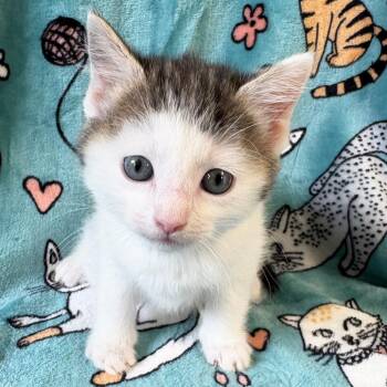 Domestic Short Hair Cats Available for Adoption in Mt. Juliet, Tennessee - Merry | PetCurious