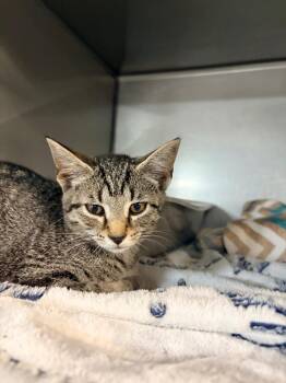 Pogo -  Domestic Short Hair Cat for Adoption in Huntington, Indiana - Pogo | PetCurious