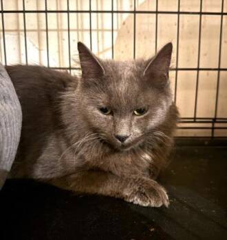 Rescue Domestic Medium Hair Cats for Adoption in New York, New York - Gracie | PetCurious