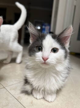 Rescue Domestic Short Hair Cats for Adoption in West Palm Beach, Florida - Huxley | PetCurious