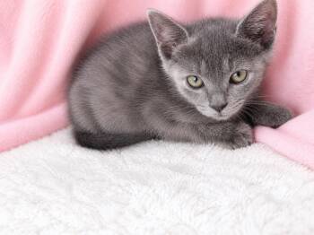 Amy -  Domestic Short Hair Cat for Adoption in Winnsboro, South Carolina - Amy | PetCurious