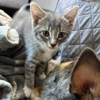 Skipper -  Domestic Short Hair Cat for Adoption in Pleasant Hill, California - Skipper | PetCurious