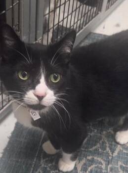 Lucy -  Tuxedo and Domestic Short Hair Cat for Adoption in Las Cruces, New Mexico - Lucy | PetCurious