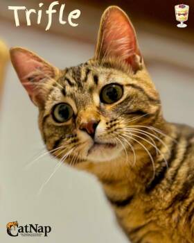 Trifle -  Domestic Short Hair Cat for Adoption in Nanaimo, British Columbia - Trifle | PetCurious