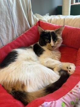Kleo -  Domestic Short Hair Cat for Adoption in Kalamazoo, Michigan - Kleo | PetCurious