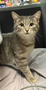 Domestic Short Hair Cats Available for Adoption - Snowflake | PetCurious