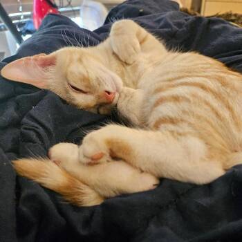 Helios -  Domestic Short Hair Cat for Adoption in Los Angeles, California - Helios | PetCurious