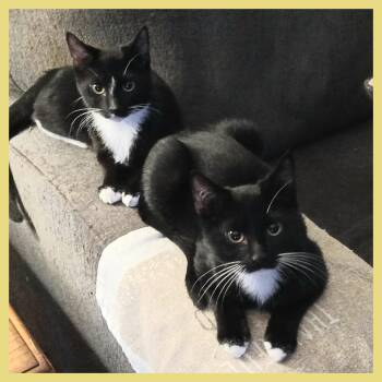 Rescue Domestic Short Hair Cats for Adoption in Lansdowne, Pennsylvania - Amos & Andy | PetCurious