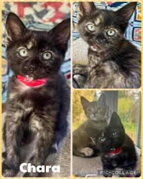 Chara -  Domestic Short Hair Cat for Adoption in Newberg, Oregon - Chara | PetCurious
