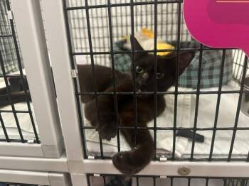 Morticia -  Domestic Short Hair Cat for Adoption in Raleigh, North Carolina - Morticia | PetCurious