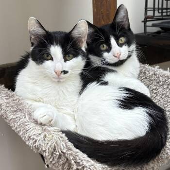 Frank & Frisco -  American Shorthair Cat for Adoption in Medford, Massachusetts - Frank & Frisco | PetCurious