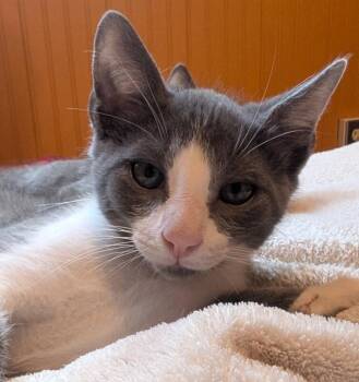 Domestic Short Hair Cats Available for Adoption in Fort Collins, Colorado - Doc Brown | PetCurious