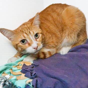 Cookie -  Domestic Short Hair Cat for Adoption in South Elgin, Illinois - Cookie | PetCurious