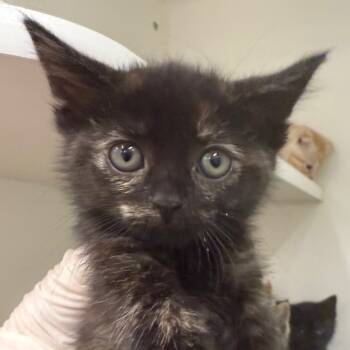 Rescue Domestic Short Hair Cats for Adoption in Phoenix, Arizona - Prada | PetCurious