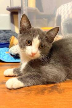Moonbeam -  Domestic Short Hair Cat for Adoption in Edmond, Oklahoma - Moonbeam | PetCurious