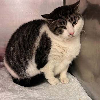 Rescue Domestic Short Hair Cats for Adoption in Oceanside, New York - Little Girl | PetCurious